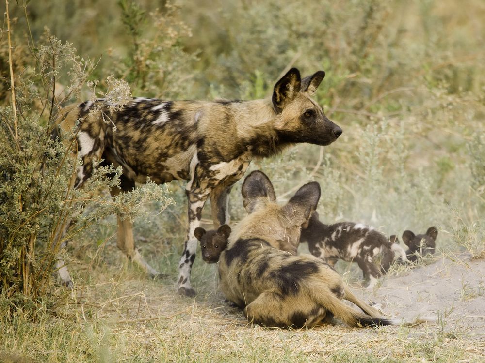 African wild dogs