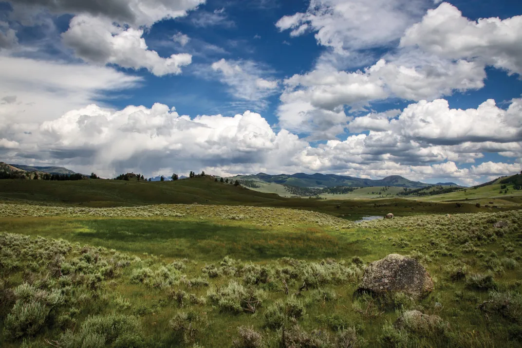 The grasslands of Lamar Valley