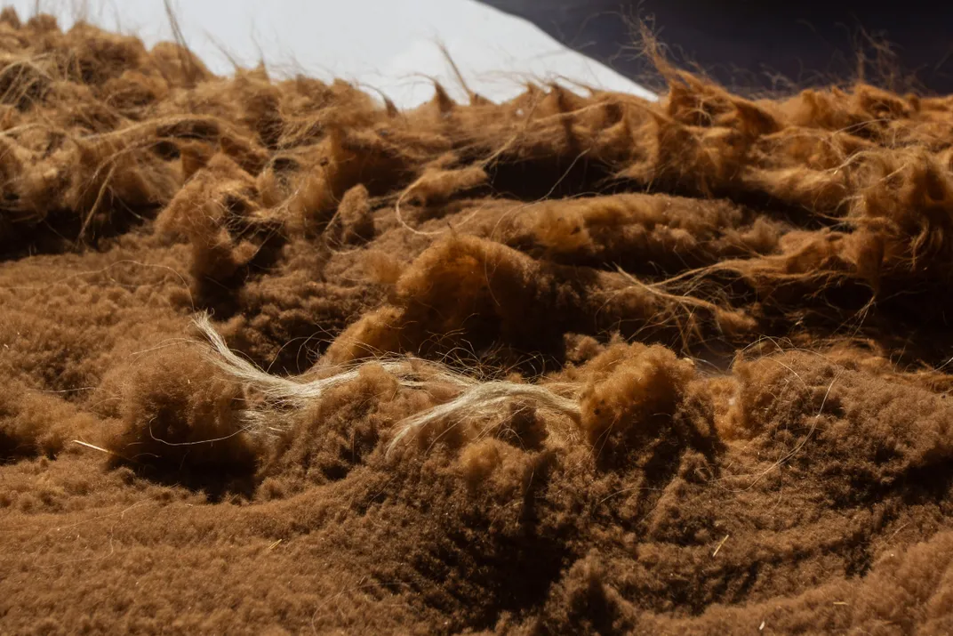 vicuña fur