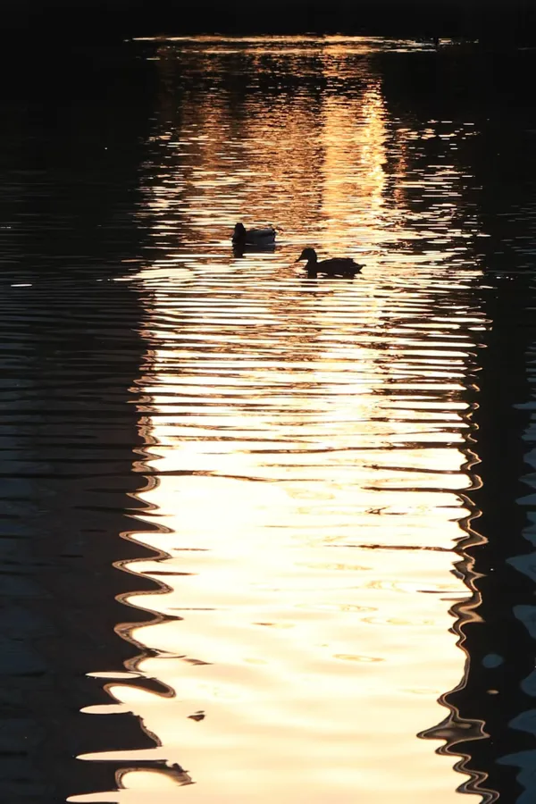 Duck couple showing in gold thumbnail