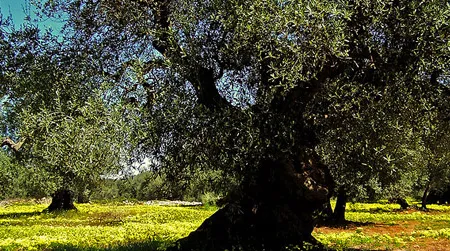 An olive tree in Italy