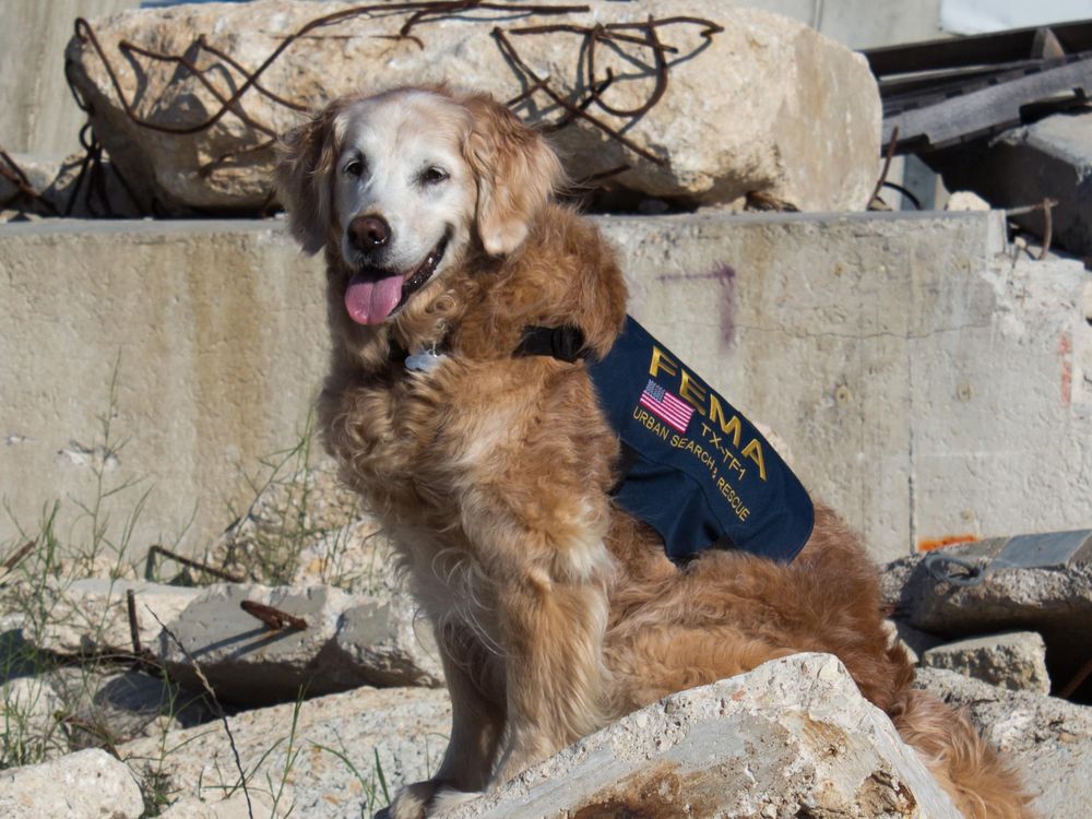 when did the last 911 rescue dog die