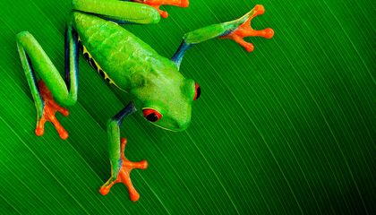 Why Frogs Survived the Asteroid That Wiped Out the Dinosaurs