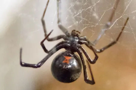 A black widow spider hangs from its web.