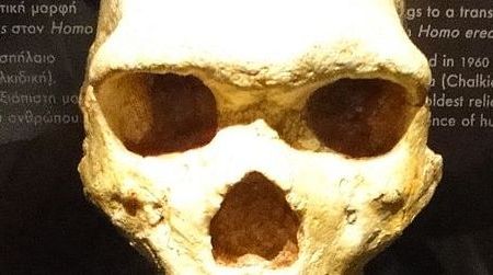 This skull from the Petralona Cave is one of the few hominid fossils found in Greece that date to the Middle Pleistocene.