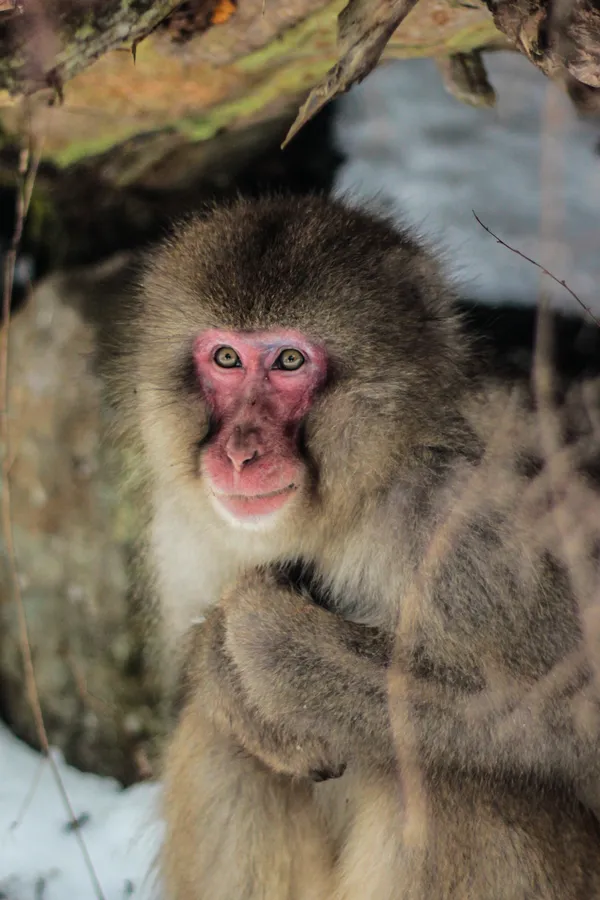 A snow monkey in Nagano. thumbnail