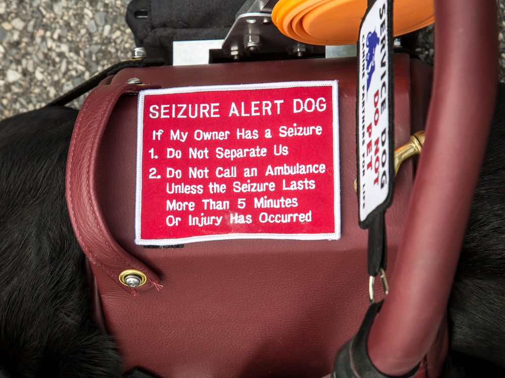 how do dogs alert seizures