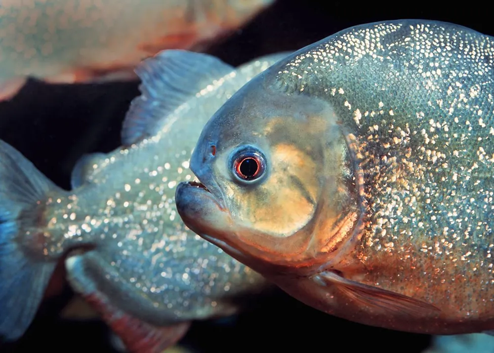 piranha eating live cow