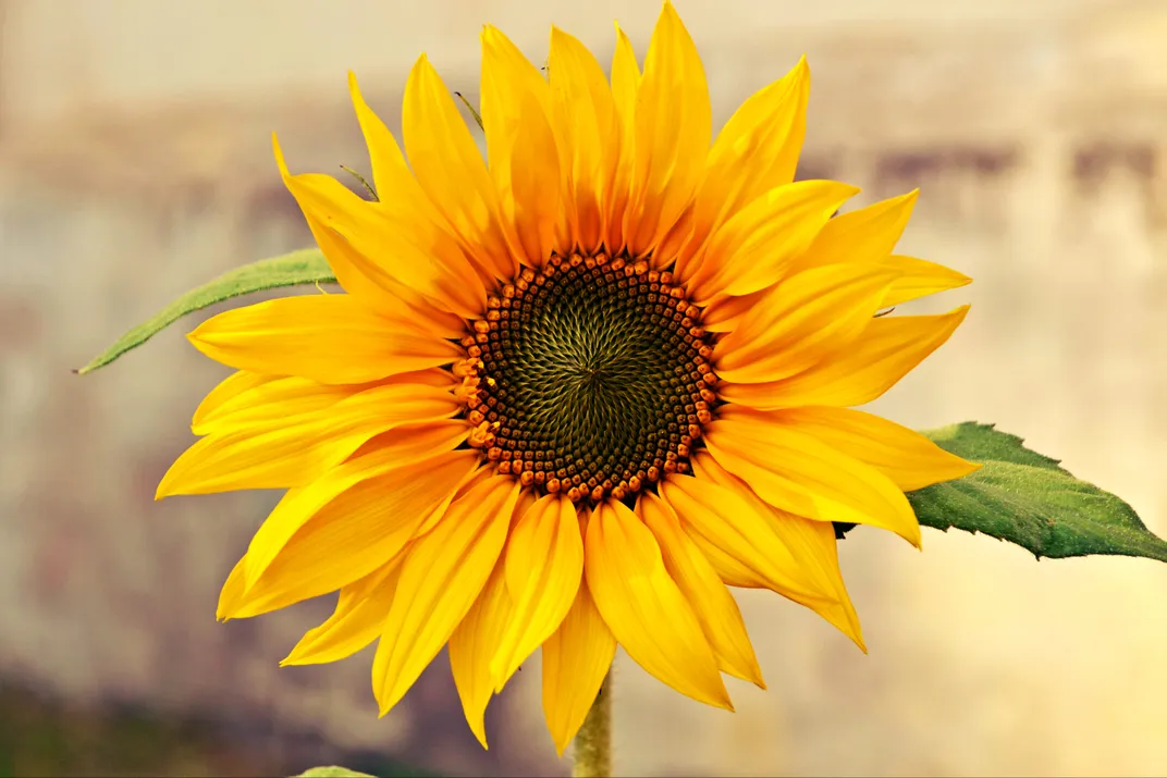 The Sunflower Smithsonian Photo Contest Smithsonian Magazine 3216