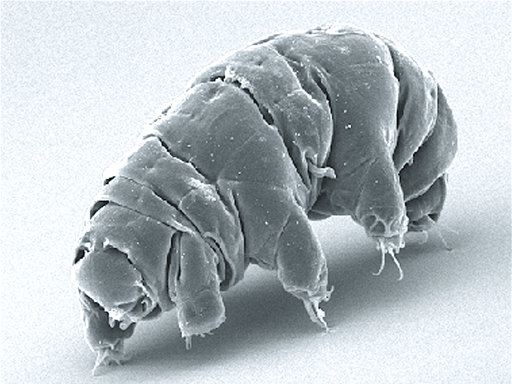 A photo of a close up of the tardigrade, a microscopic organism. The tardigrade has various segments and has pudgy legs.