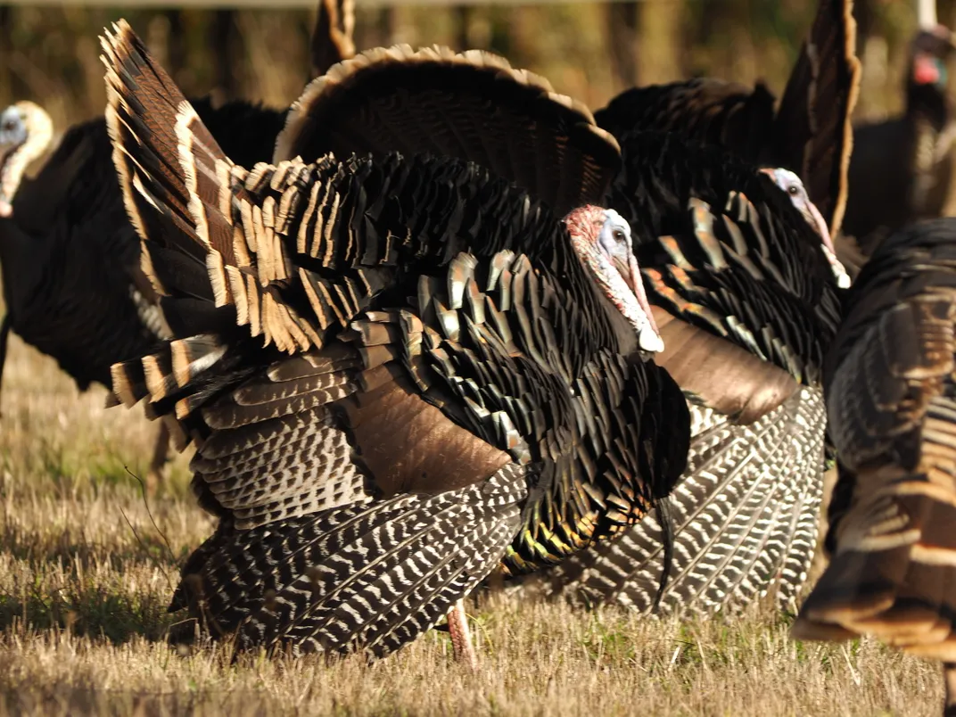 Rafter of Tom turkeys Smithsonian Photo Contest Smithsonian Magazine