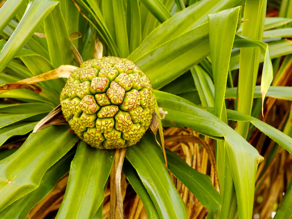 Pandanus fruit