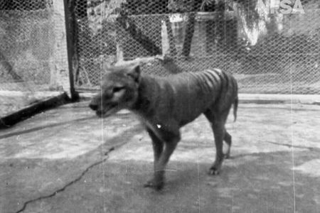 Shot in 1935, this is a still from a newly rediscovered bit of footage depicting Benjamin, the last captive thylacine on Earth. He was on display at the Beaumaris Zoo in Hobart, Tasmania.
