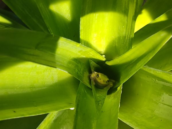 Green tree frog in pineapple plant thumbnail