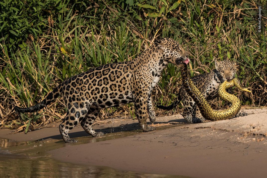 Matching Outfits by Michel Zoghzoghi