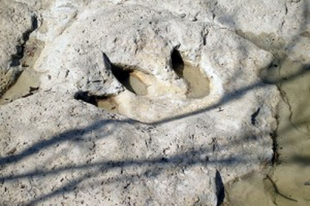 20110520083130dinosaur-track-glen-rose-300x225.jpg