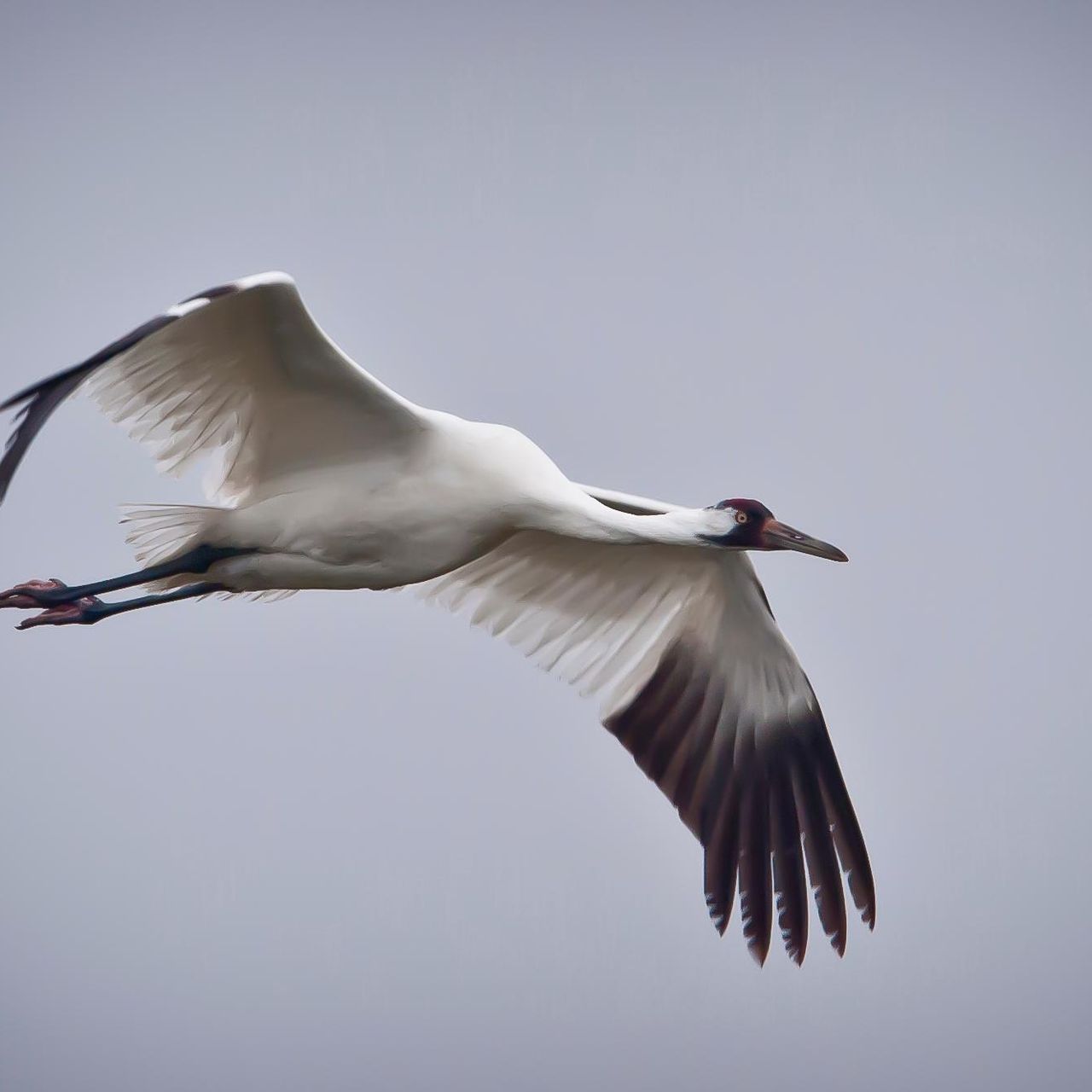 What Is Whooping Crane
