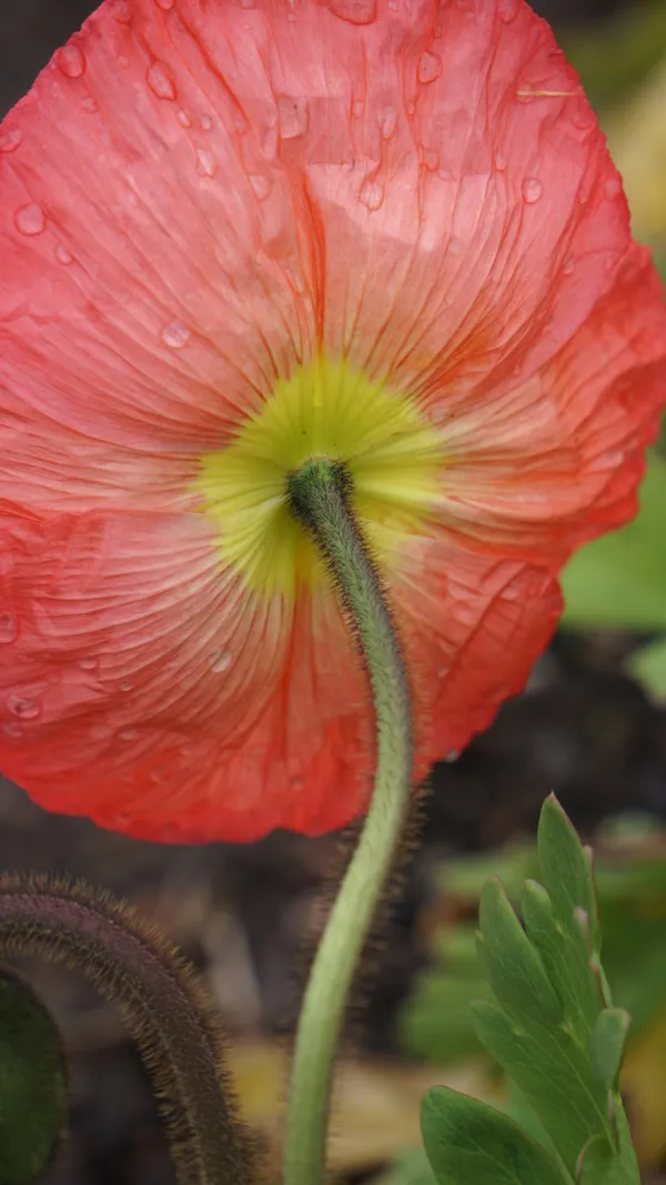 Poppy plant at Chicago Botanic Garden thumbnail
