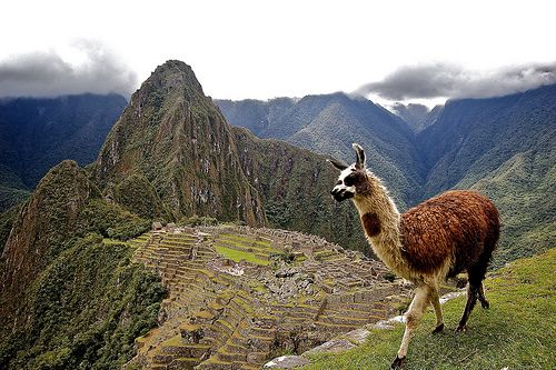 Llamas can still be found at Machu Picchu today.