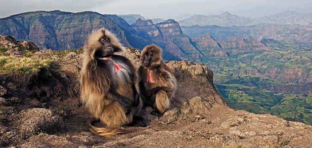 Ethiopia Monkey Geladas