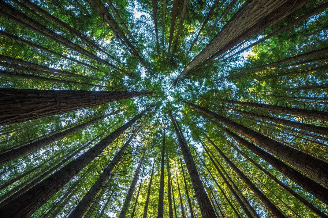 Grove of Sequoia