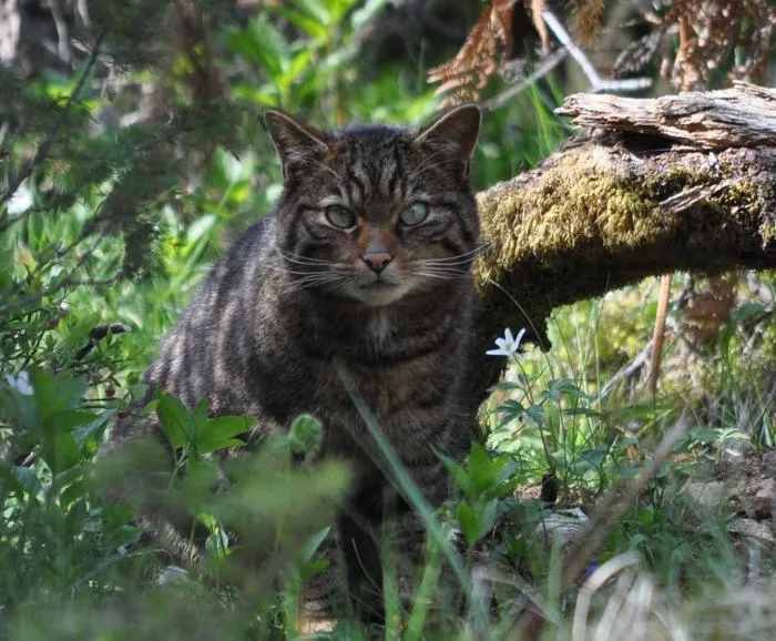 a wildcat in greenery