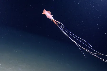 Little is known about most magnapinnid, or bigfin squid, species. The individual pictured here was spotted by the NOAA ship Okeanos Explorer in the Gulf of Mexico. Recently, a magnapinnid was filmed in the Philippine Trench&mdash;the deepest ever sighting of a squid.