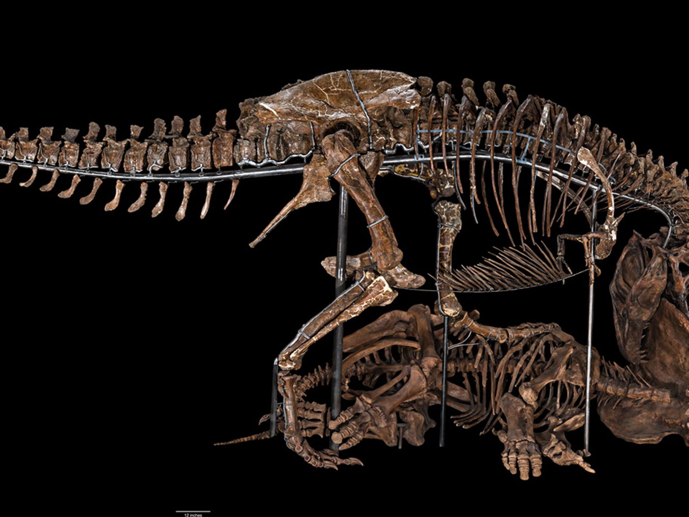 T-rex skeleton 3-D printing