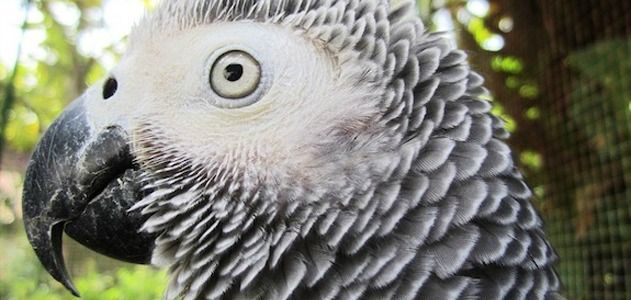 A new study reveals that the African grey parrot is capable of abstract reasoning.