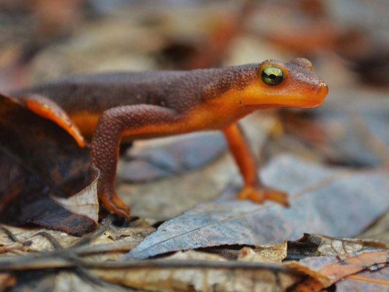 California Newt Smithsonian Photo Contest Smithsonian Magazine 4955