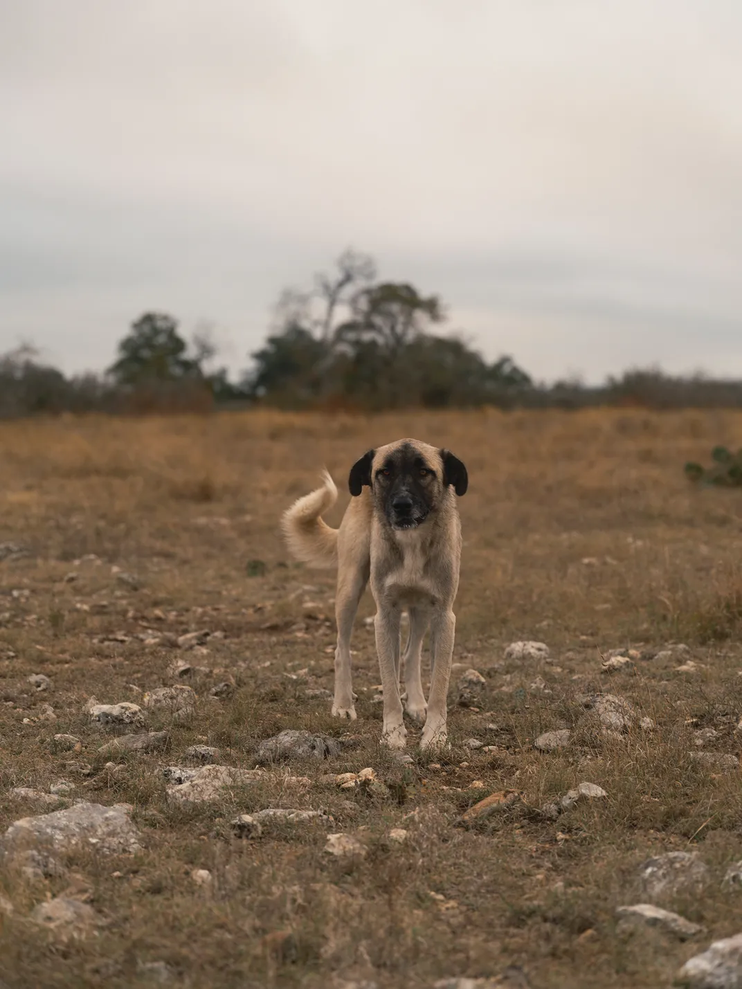 a livestock guardian dog.