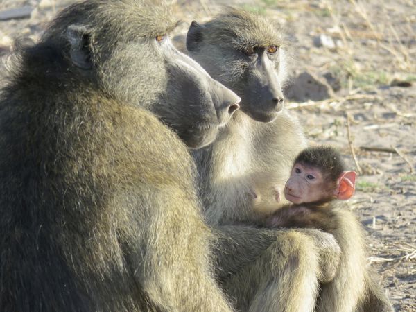 Baboon family in Botswana thumbnail