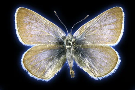 This is the 93-year-old Xerces blue butterfly specimen that researchers collected tissue samples from for this study.

