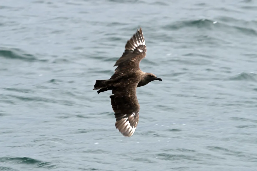 a brown seabird flying over water