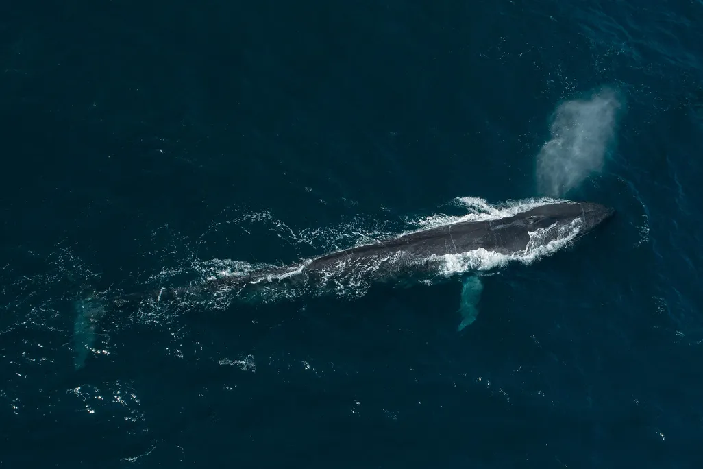 A blue whale surfaces from the dark blue waters of the Pacific Ocean. It spouts water from its blowhole, creating a gray, misty cloud above its head.