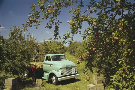 Farm workers loading apples onto a truck in an orchard, circa 1965.