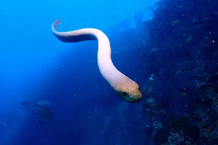 Olive sea snakes are among the largest marine snake species and sometimes make contact with divers.