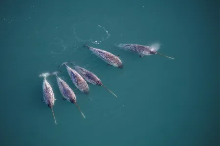 Narwhals live in the North Atlantic and Arctic Oceans.