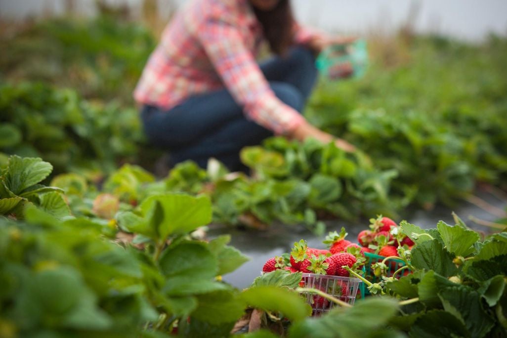 strawberry garden