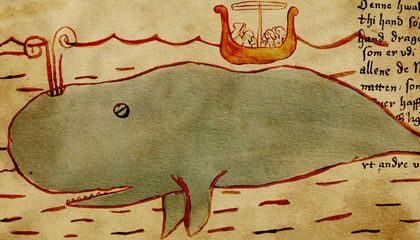 Medieval Icelanders Likely Hunted Blue Whales