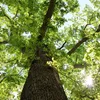 Hog Island Oak Tree 5_Credit John Parker_med-res.jpg