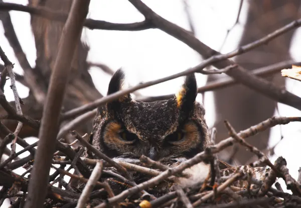 Mother Owl. thumbnail