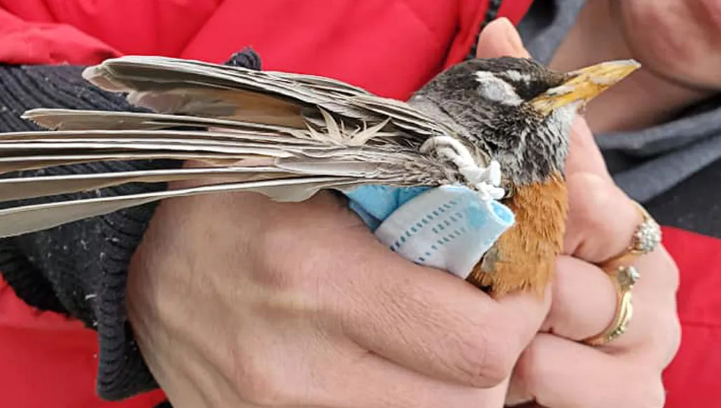 An image of a person holding an American Robin in their hands. The bird has a mask wrapped around its wing.