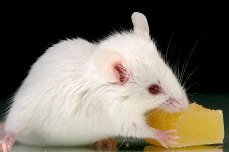 This cheese is real, but by stimulating certain parts of a mouse's brain, researchers were able to trick the critter into smelling scents that were not present.