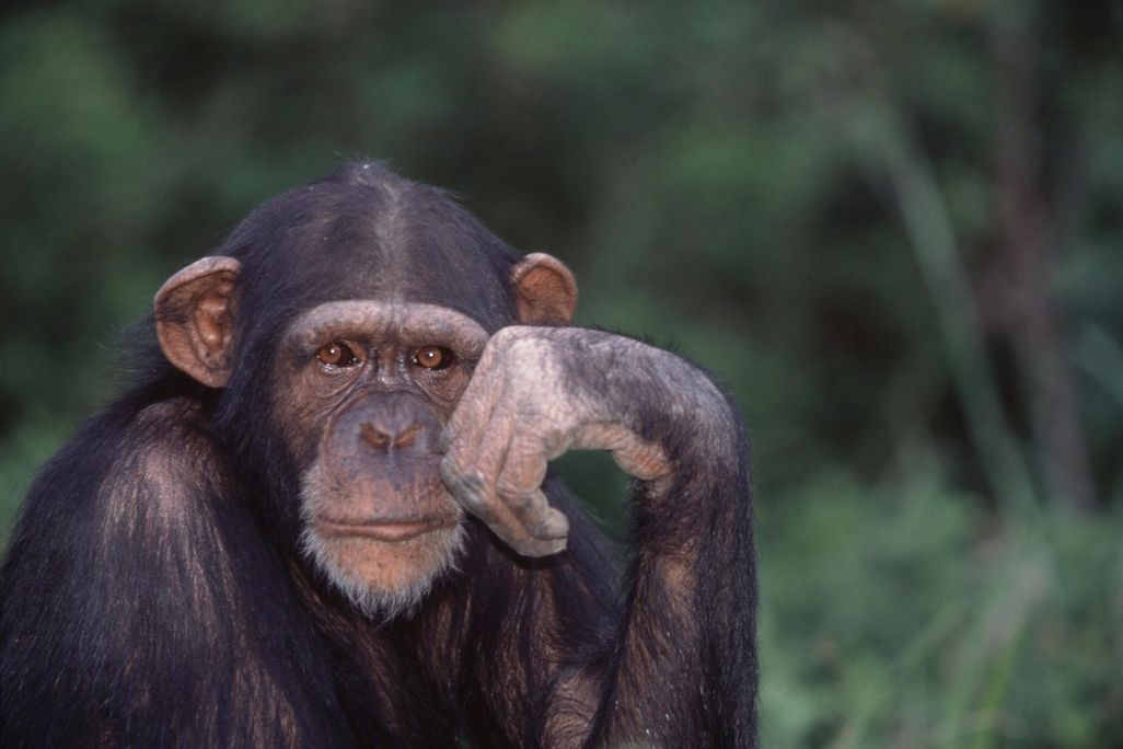 chimp