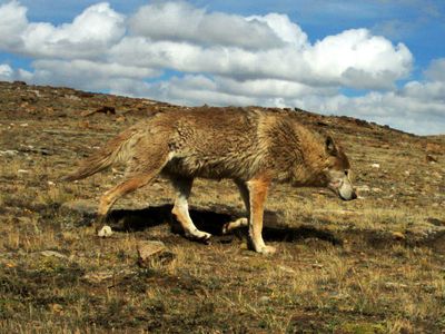 In the high altitudes of the Himalayas, many wolves have developed distinct traits from their gray wolf cousins. 