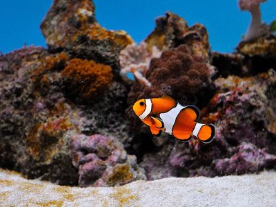 Lead author Emily Fobert says, “The presence of light is clearly interfering with an environmental cue that initiates hatching in clownfish"
