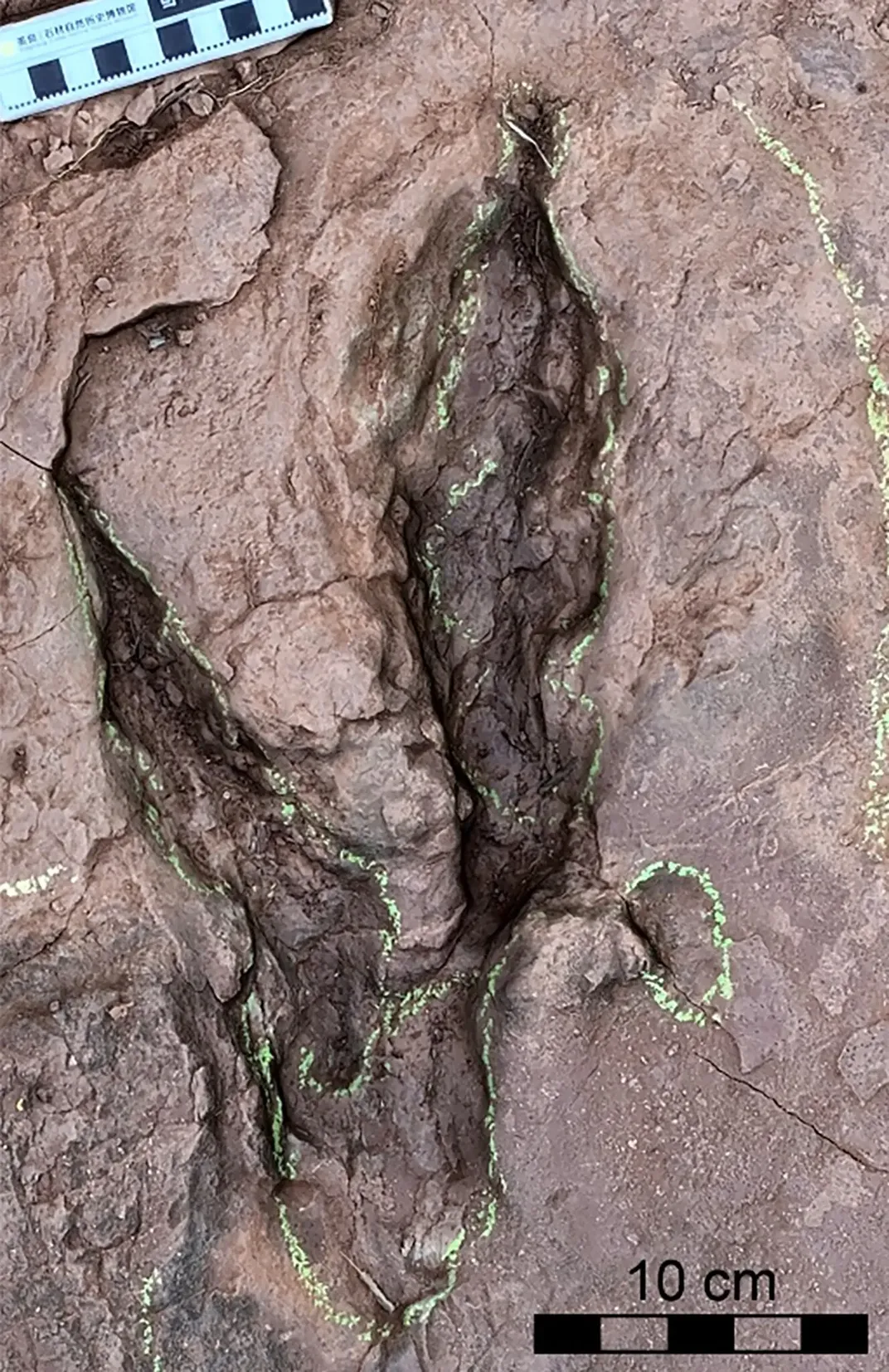 a raptor footprint, featuring two toes