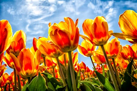 Tulips so bright they rival the sun stand tall, seemingly reaching for a beautiful blue sky.