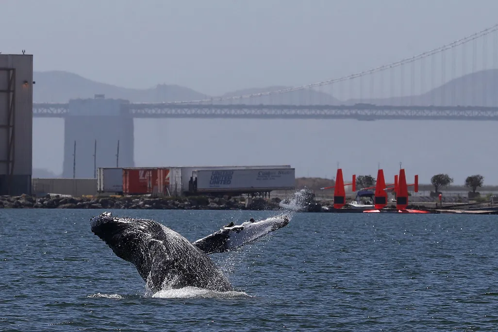Humpback Whale Breaching